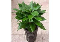 綠植租擺報價單