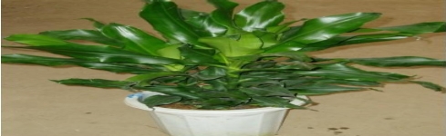 螺旋鐵
